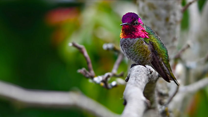 Humming-bird, branch, pink, bird, green, cute HD wallpaper