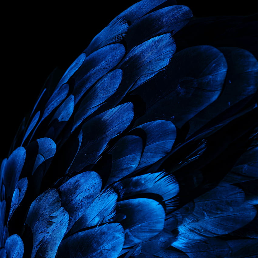 feathers, wing, blue, dark ipad pro 12.9 retina for parallax background HD phone wallpaper
