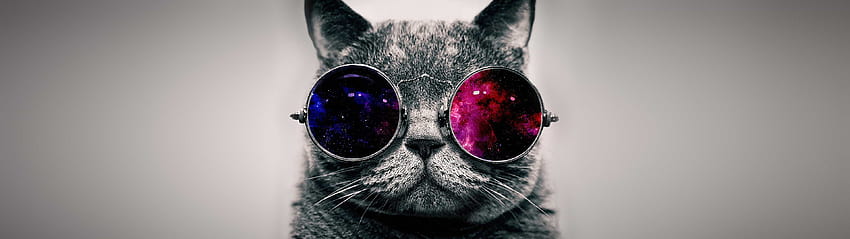 Котка със слънчеви очила HD тапет