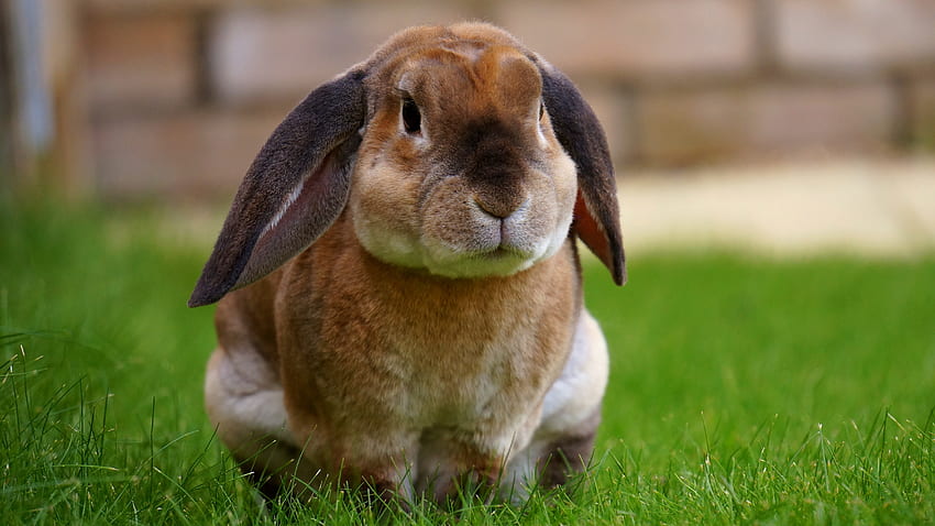 동물, 잔디, 좋은, 연인, 앉아있다, 앉아있다, 토끼 HD 월페이퍼