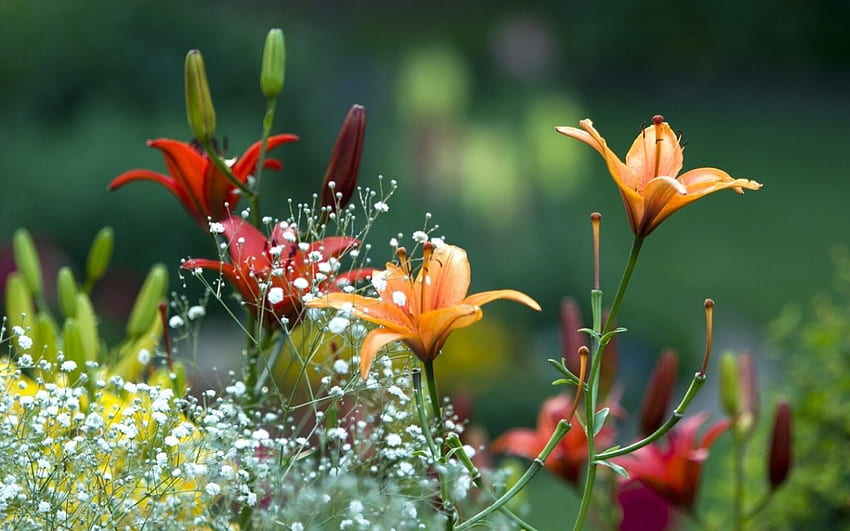 Пролетна градина, красива, цветя, пролет, лилии HD тапет
