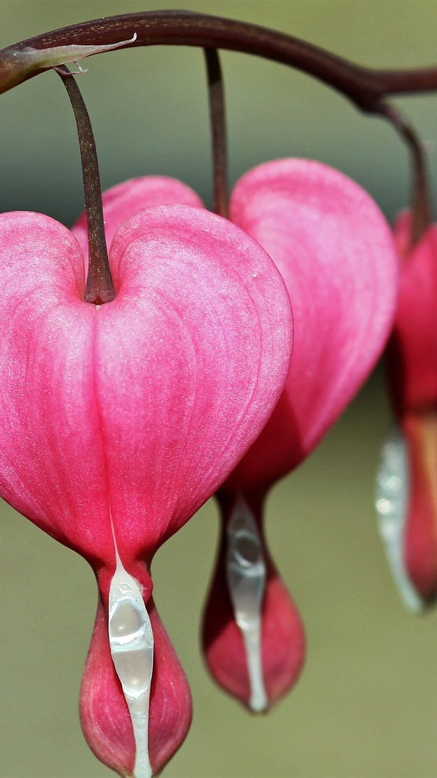 Bleeding heart flowers, pink, macro HD phone wallpaper | Pxfuel
