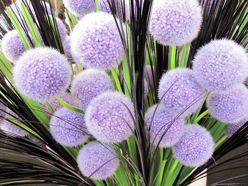 Purple Fuzzy Balls, violet, rond, tiges, fleur, boule, flou, gonflé, bouquet Fond d'écran HD