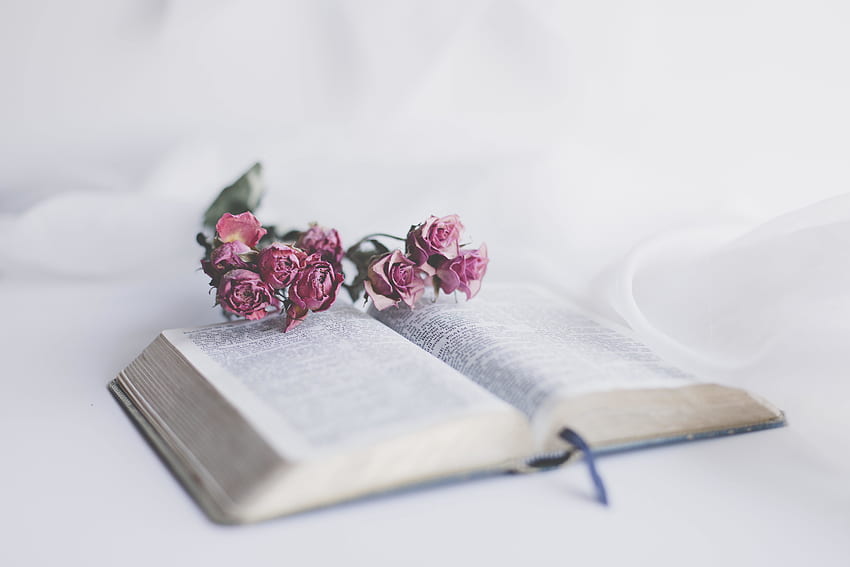 Book and roses, flowers HD wallpaper