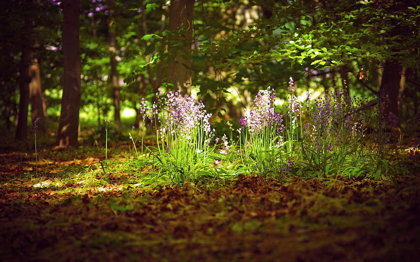 Nature, Flowers, Leaves, Forest, Illumination, Sprouts, Lighting HD wallpaper