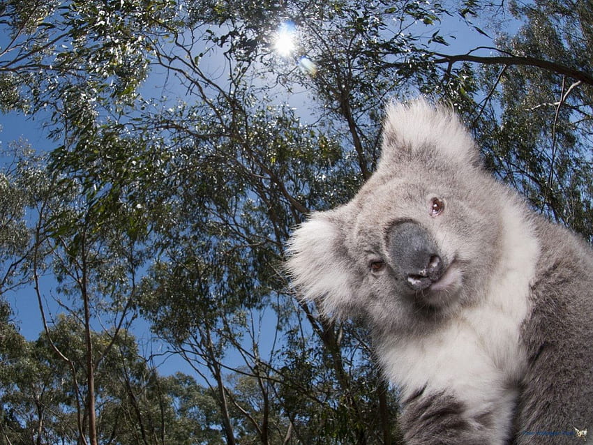 Well Hello There, fur, cute, koala, grey HD wallpaper