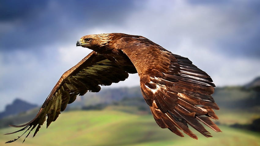 Animals, Sky, Bird, Predator, Flight, Eagle HD wallpaper