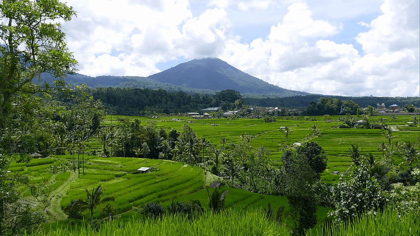 インドネシア バリ島の田んぼ水田風景。 アジア ファーム農業、田んぼバリ インドネシア 高画質の壁紙