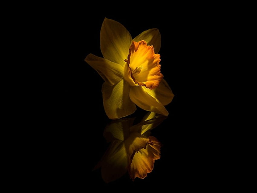 Narcissus, daffodil, flowers, reflection, yellow HD wallpaper