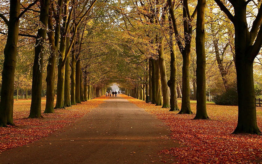 Naturaleza, árboles, otoño, parque, camino fondo de pantalla