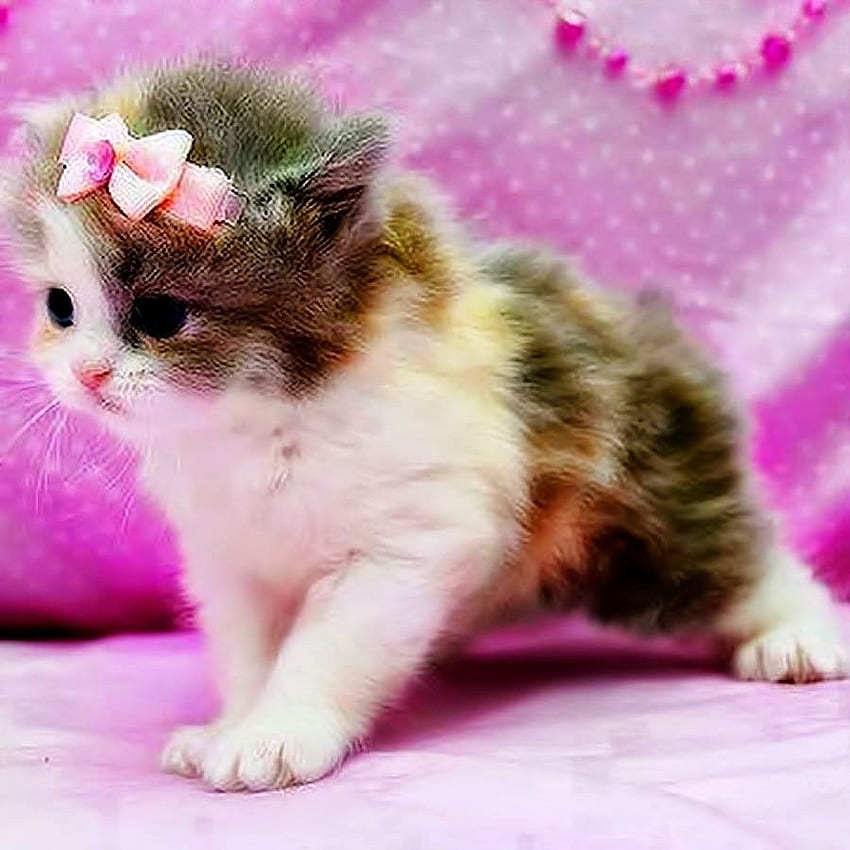 Cute cat as dp HD wallpapers | Pxfuel