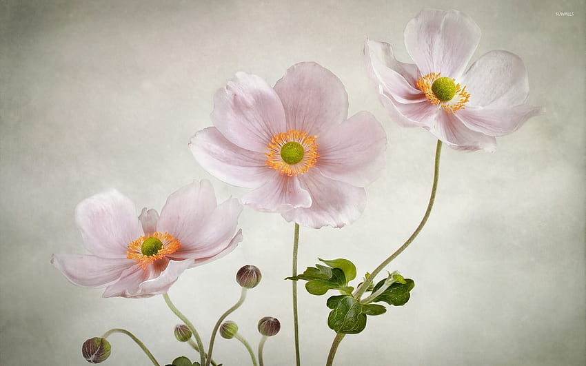 Pink Anemone - Flower HD wallpaper