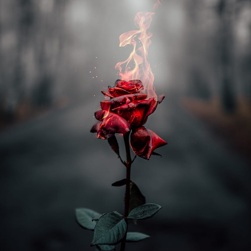 Rose flower , Fire, Burning, Dark, Flowers HD phone wallpaper