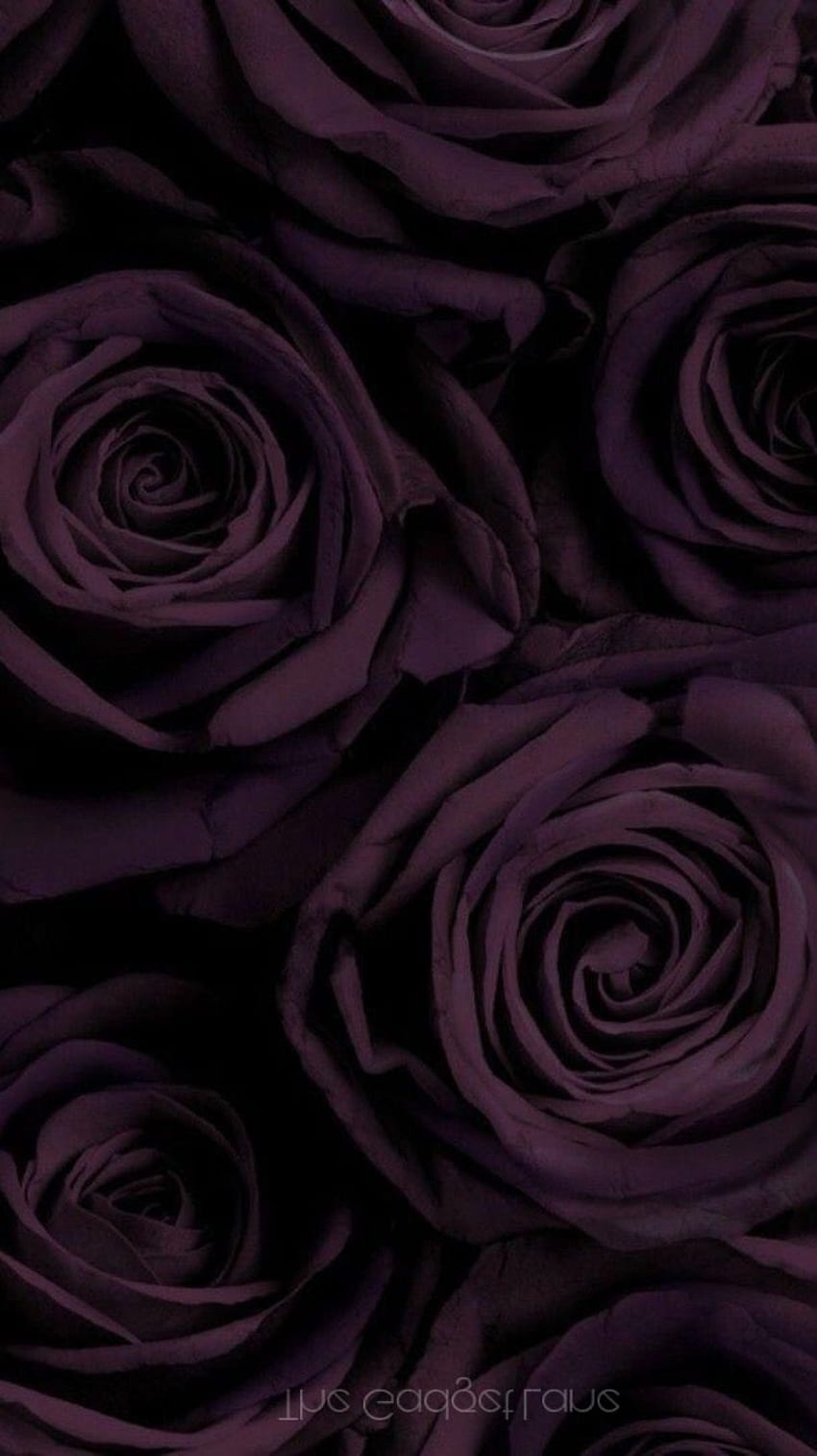 สีดำ. ดอกไม้. . ไอโฟน. แอนดรอยด์. พื้นหลังสกรีนเซฟเวอร์, สกรีนเซฟเวอร์ , โทรศัพท์ดอกไม้, ดอกไม้สีม่วงเข้ม วอลล์เปเปอร์โทรศัพท์ HD