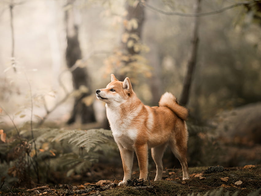 Shiba Inu, fiducioso, cane, all'aperto Sfondo HD