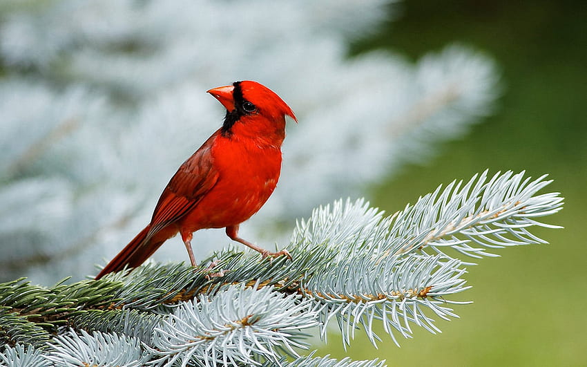 roter kardinal, zweig, vogel, kardinal, blume HD-Hintergrundbild