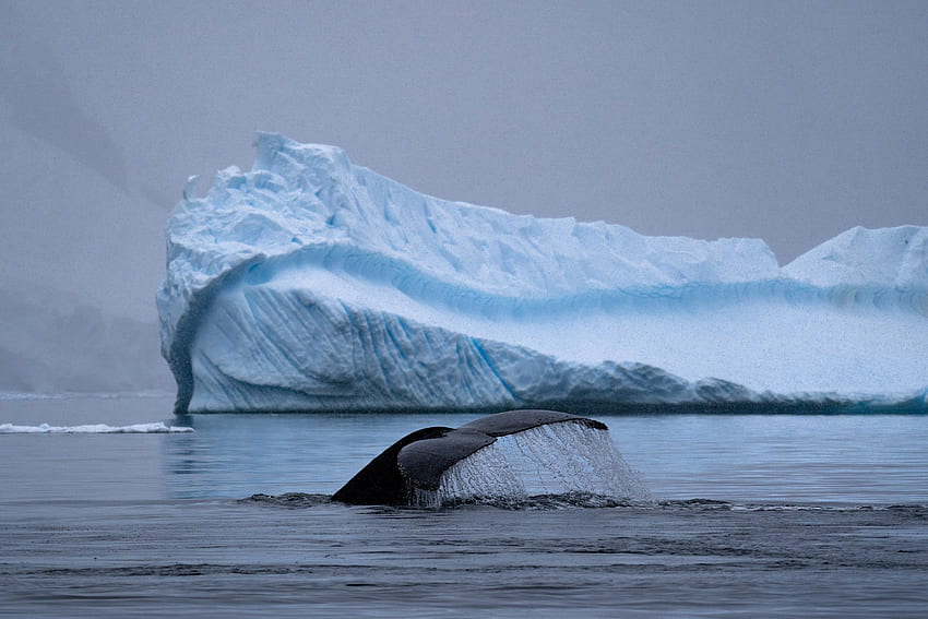 Cauda De Baleia Jubarte Antártica papel de parede HD