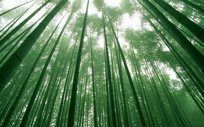 Nature, Sky, Crown, Bamboo, Crowns, Stems HD wallpaper