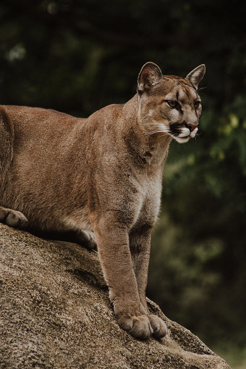 Tiere, Puma, Raubtier, Raubkatze, Wildtiere HD-Handy-Hintergrundbild