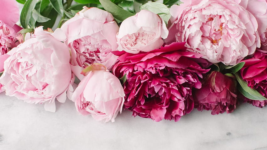 Pink Peonies, Peony HD wallpaper | Pxfuel