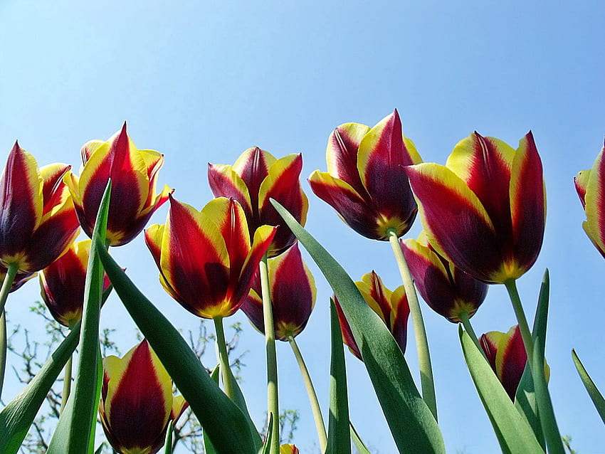 Kwiaty, Niebo, Tulipany, Rozwiązane, Luźne, Wiosna, Barwne, Cętkowane Tapeta HD