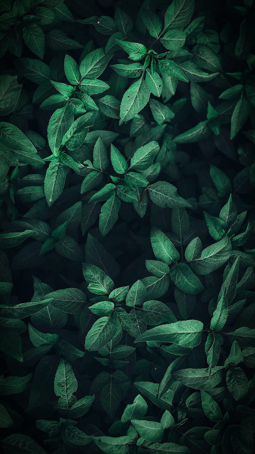 Leaf, nature, woods HD phone wallpaper | Pxfuel