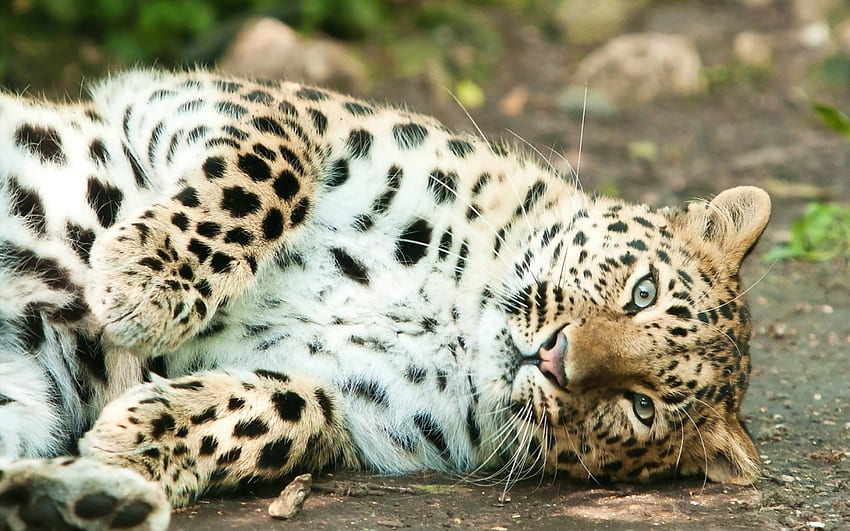 *** Леопард ***, животно, животни, котки, котка, дива природа HD тапет