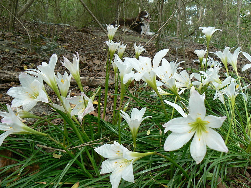 오늘의 정원: 야생 부활절 백합으로의 야생 여행, Easter Lily HD 월페이퍼