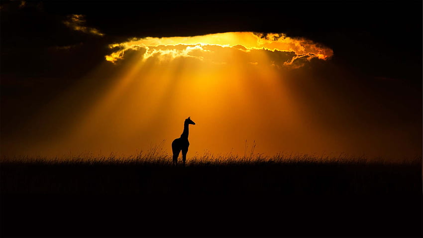 Young Giraffe Is Standing In Dry Grass Field In Silhouette Background Giraffe HD wallpaper