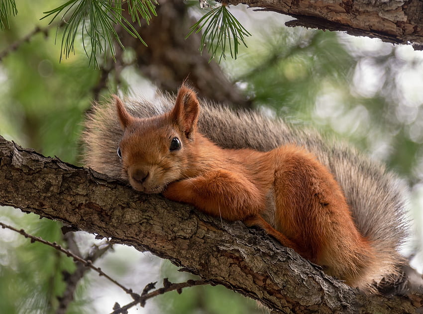 Squirrel, animal, rodent, tail HD wallpaper