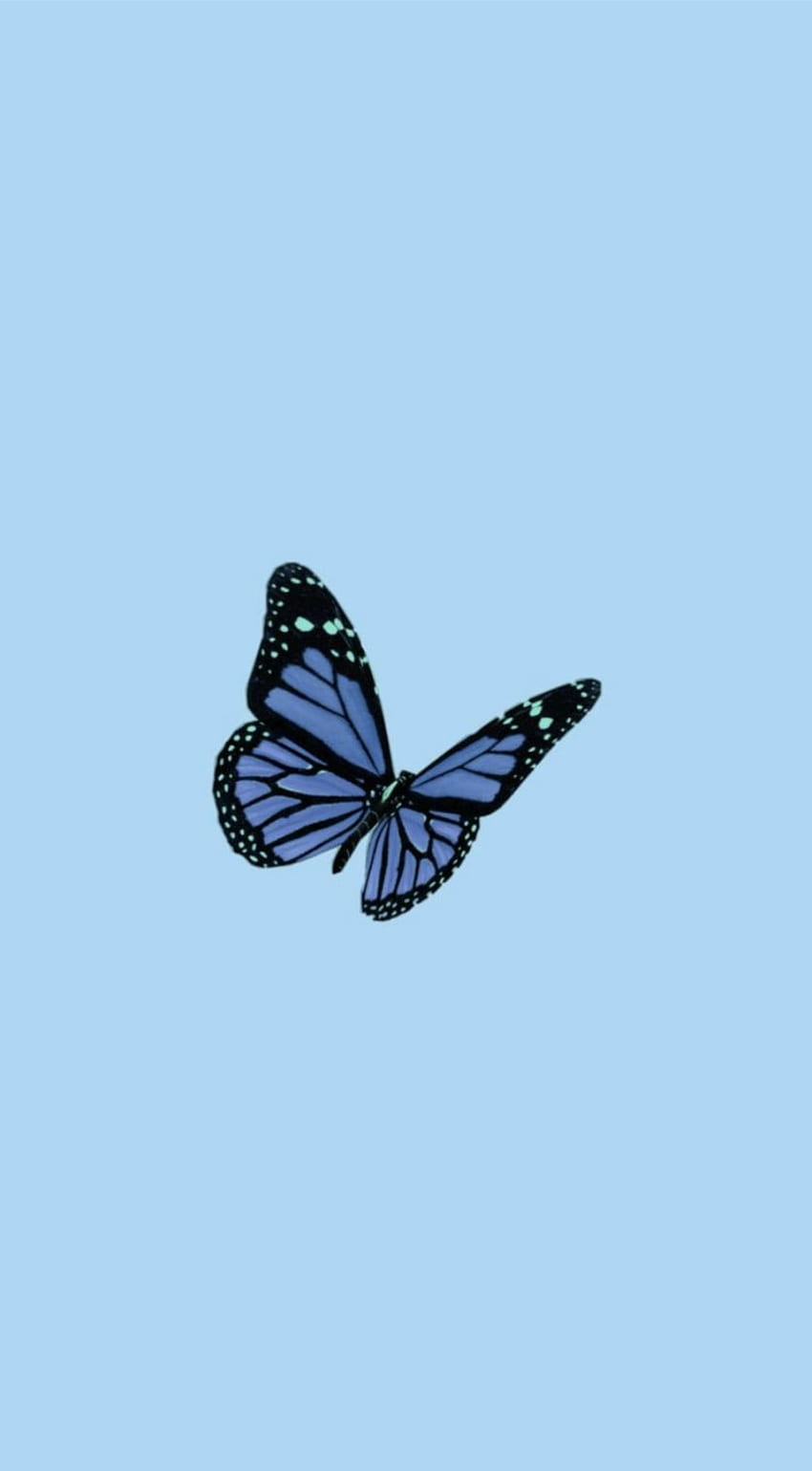 Single blue butterfly. Baby blue , Butterfly , Blue iphone, Cute Baby  Butterfly HD phone wallpaper | Pxfuel