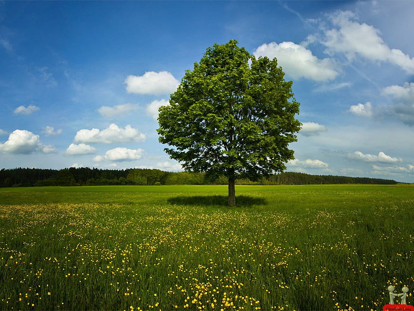 Alone Tree In Green Field E Entertainment [] for your , Mobile & Tablet. Explore Trees. Tree Background , Beautiful Christmas , Tree HD wallpaper