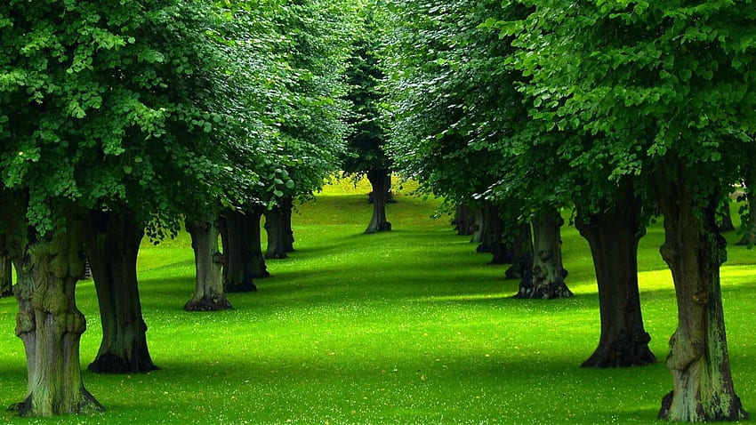 芝生と木, 緑, 芝生, 森林, 木、自然 高画質の壁紙