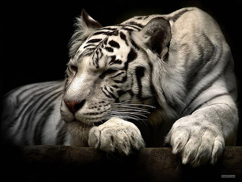 Najlepszy śpiący biały tygrys. Harimau putih, fotograf, Sleeping Animal Tapeta HD