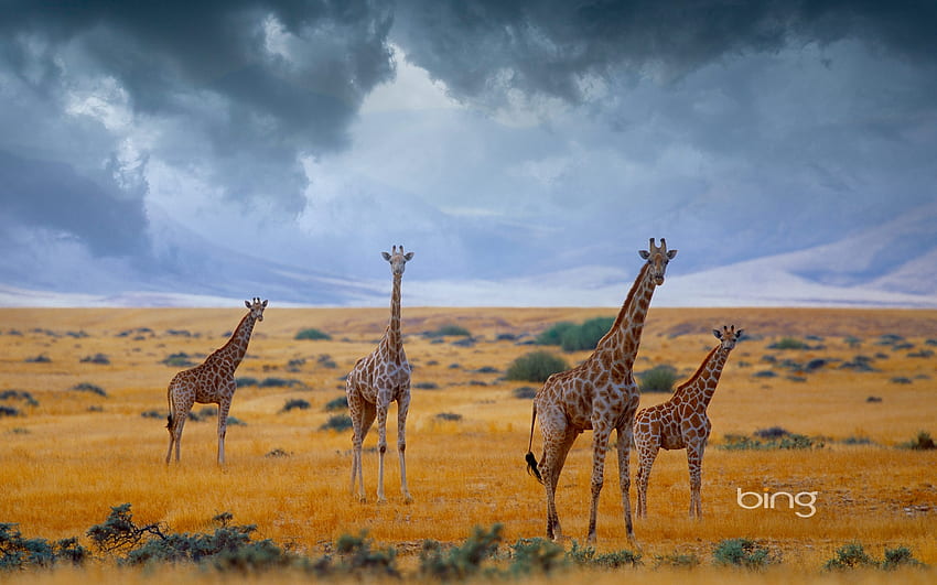 Pequeño rebaño de jirafas Namibia, Jirafas, de, Rebaño, Pequeño fondo de pantalla