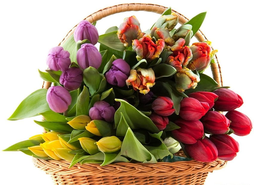 Basket of tulips for Jacqeline, tenderness, colorful, bouquet, colors, tulips, beauty, basket, purple, leaves, yellow, red, flowers HD wallpaper