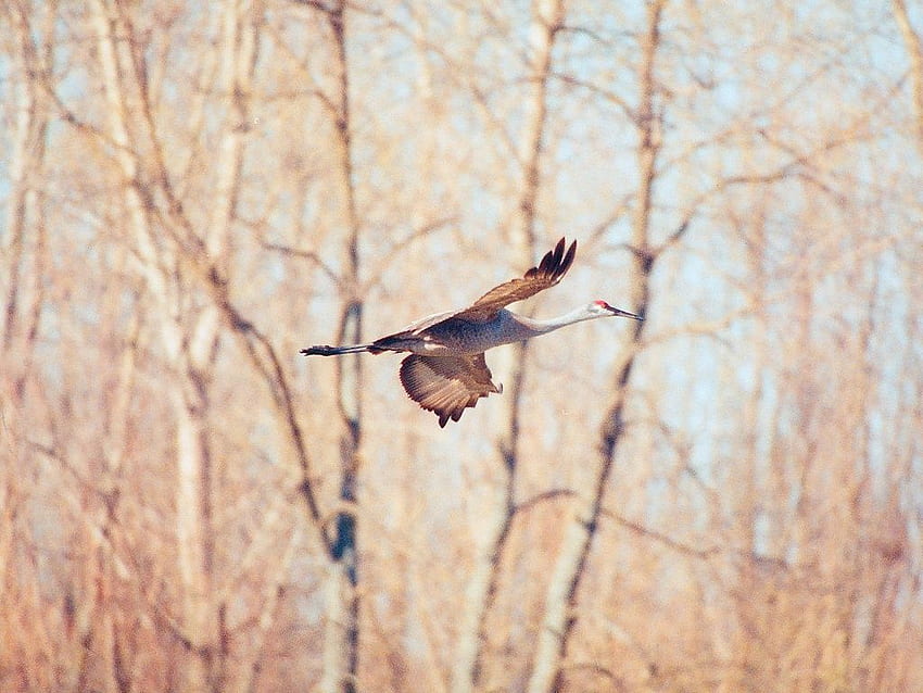 Watvogel, Kanadakranich HD-Hintergrundbild