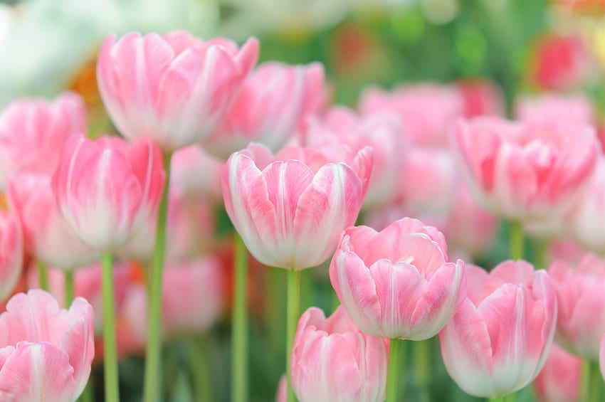 Tulips, Field, Flowers, Pink HD wallpaper