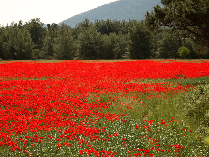 poppy field, poppy, field, red, trees, nature, wild HD wallpaper