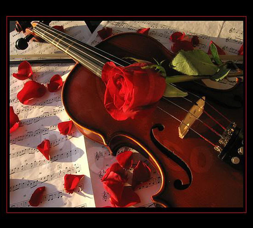 ロマンス、バラ、バイオリン、花びら、赤 高画質の壁紙
