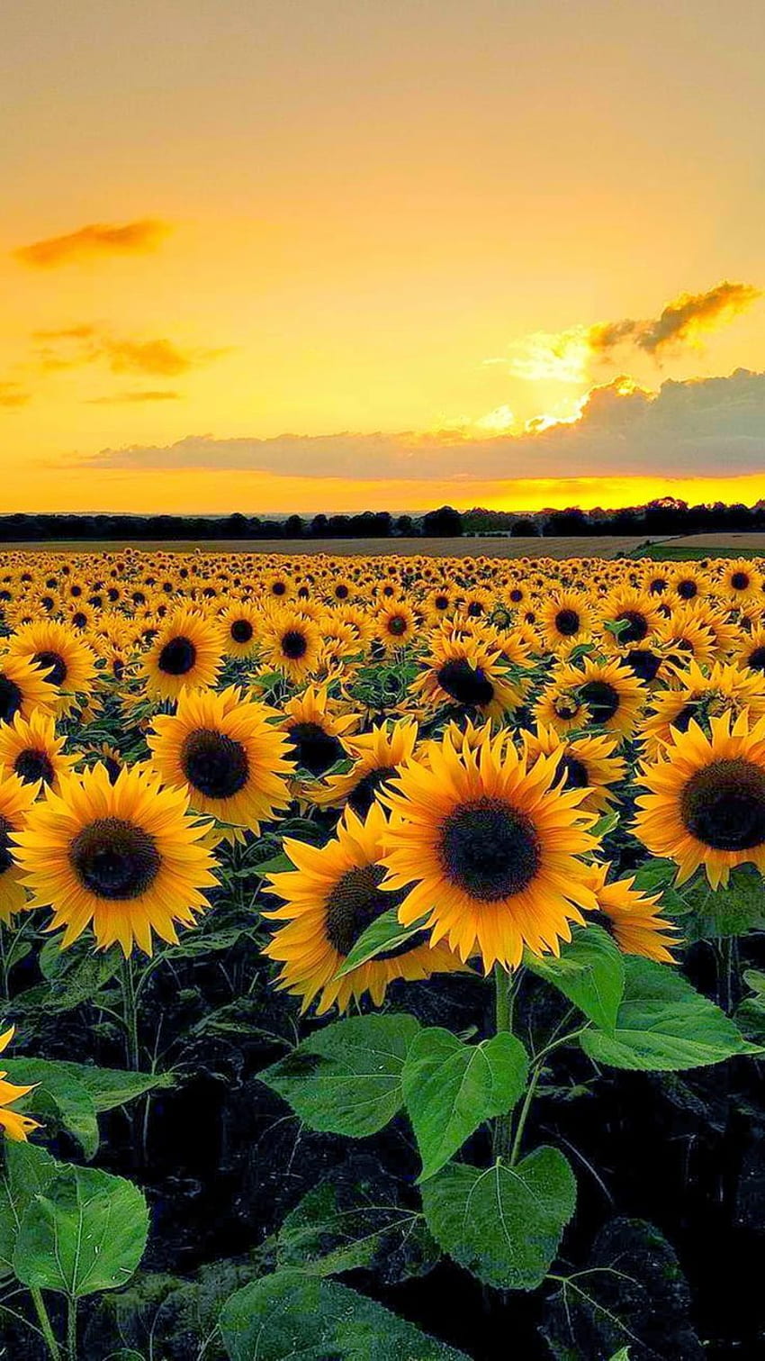 Sun Flower - Field Of Sunflowers - HD phone wallpaper