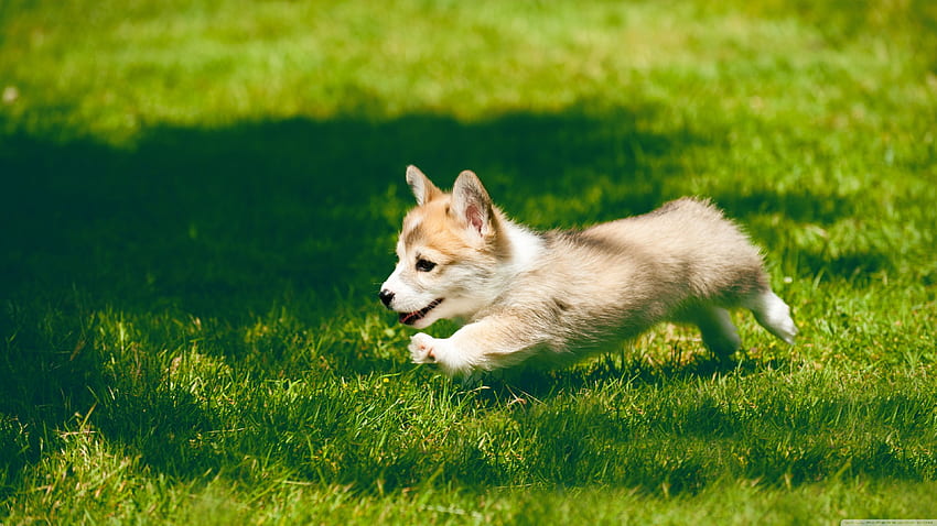 Кученце пемброк уелско корги, бягащо ултра фон HD тапет