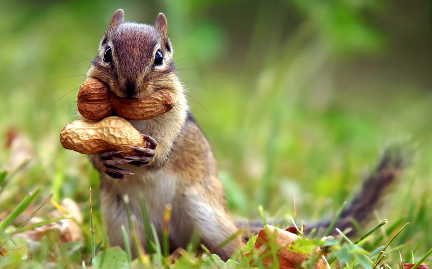 Esquilo, animal, natureza, comida papel de parede HD