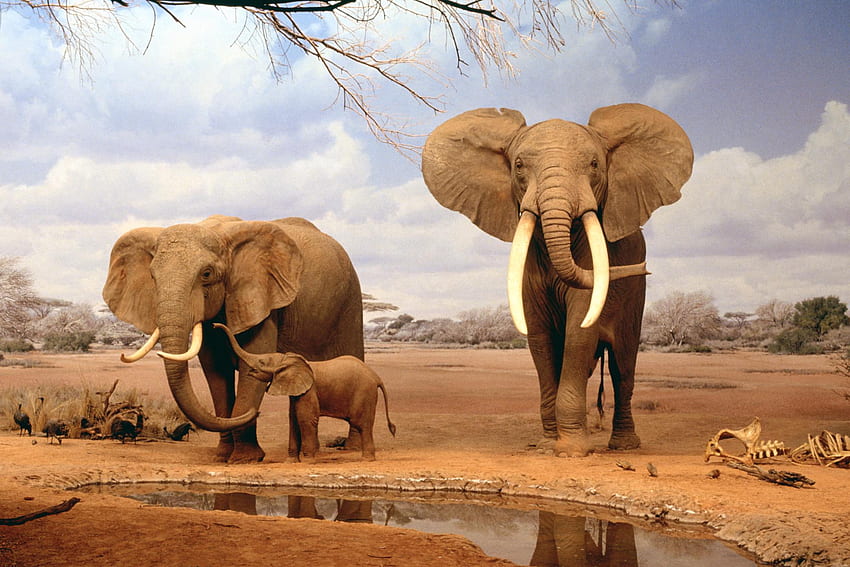 African Animals, Wildlife HD wallpaper