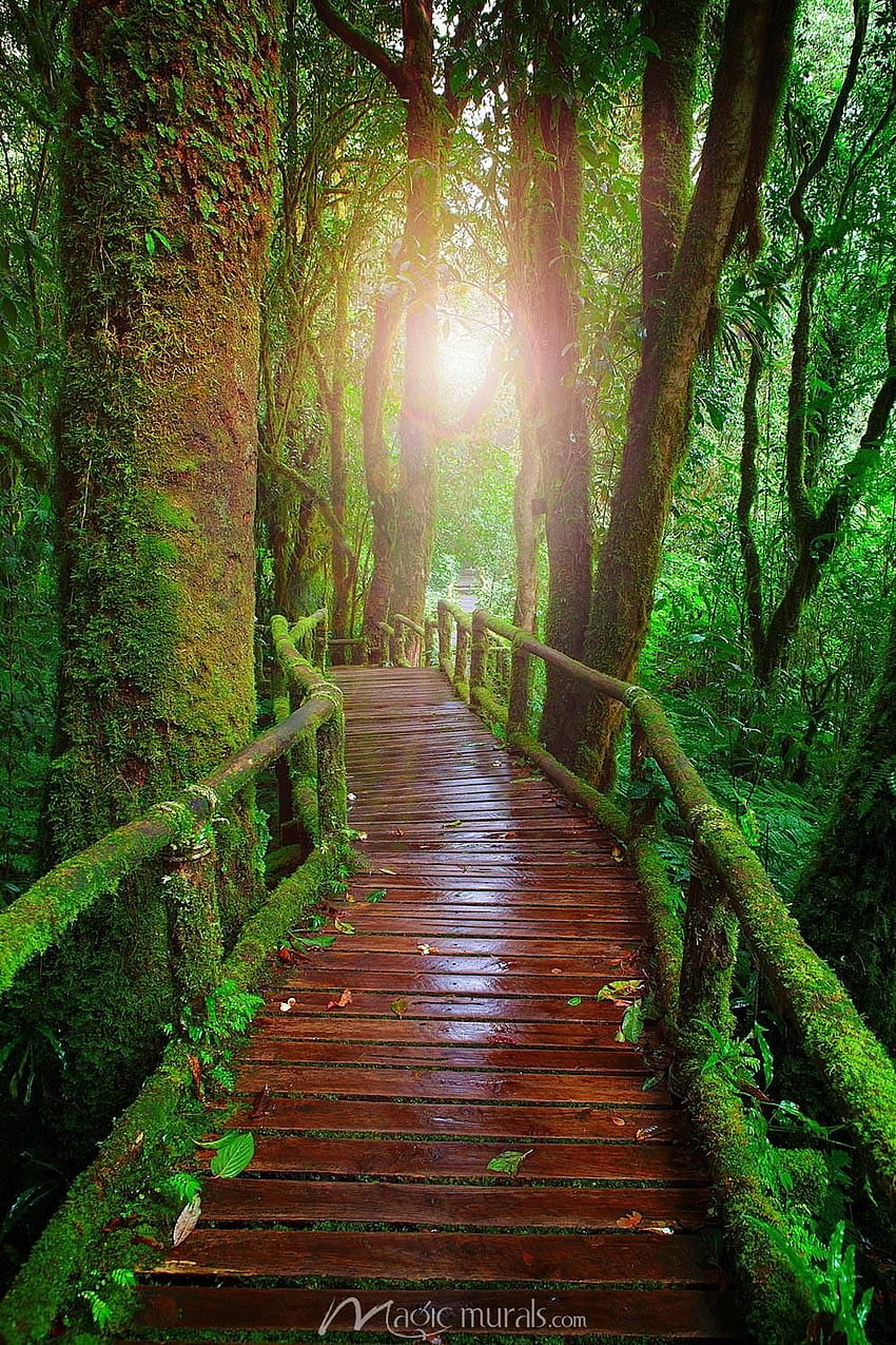 Thai Rain Forest Bridge. Forest bridge, Bridge , Landscape, Forest Rain  Cute HD phone wallpaper | Pxfuel