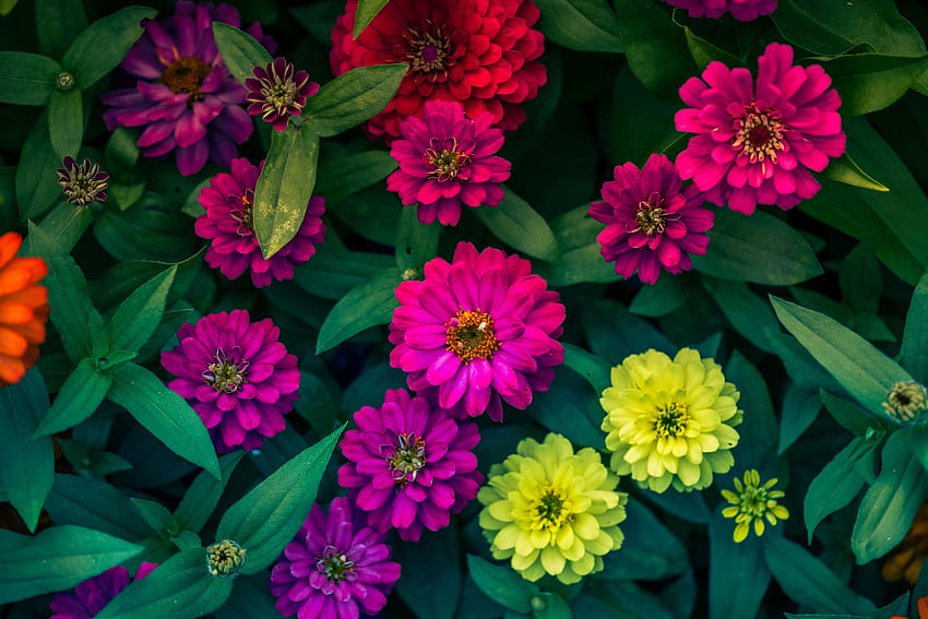 Blumen, Hell, Blumenbeet, Blumenbeet, Cynias, Cinia HD-Hintergrundbild