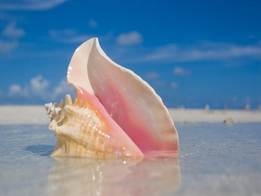 conch shell, blue, shell, single, shore HD wallpaper