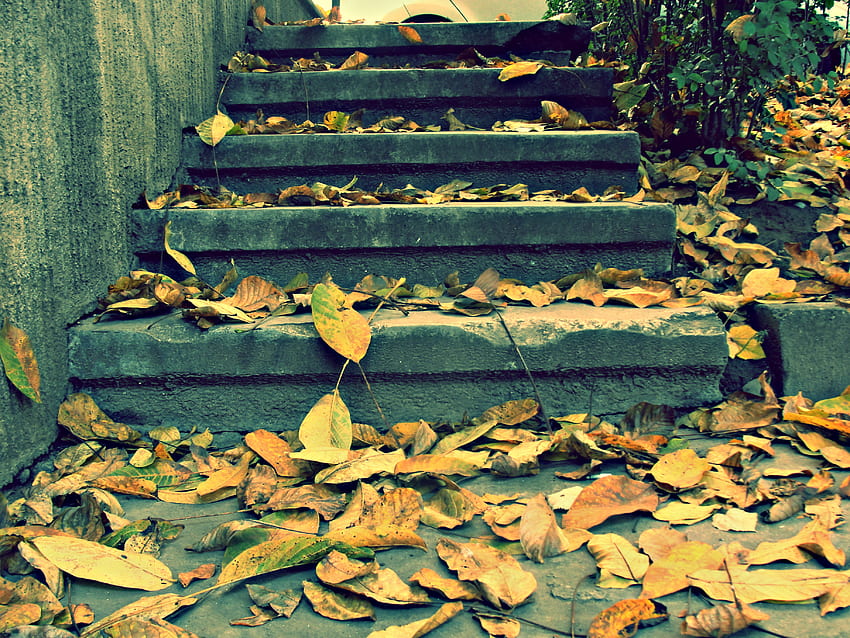 Leaves on stairs, autumn, leaves, stairs, yellow HD wallpaper
