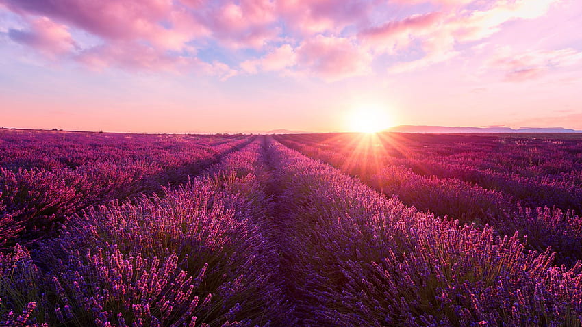Bunga Lavender Yang Indah Bidang Sinar Matahari Di Bawah Awan Putih Langit Biru Alam Wallpaper HD