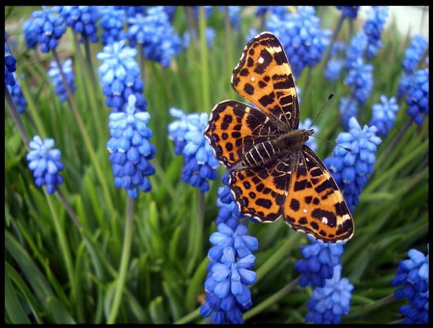 Motyl, zwierzę, niebieski, kwiaty Tapeta HD